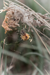 spinder is waiting for food in the field