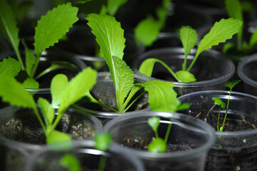 Beijing cabbage grows in a plastic cup. Seedlings before planting in the garden. Clouse of young plants in pots for planting