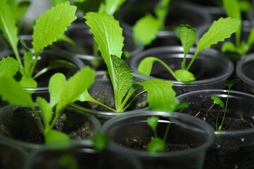 Beijing cabbage grows in a plastic cup. Seedlings before planting in the garden. Clouse of young plants in pots for planting