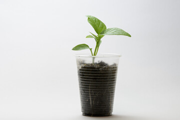 Fototapeta na wymiar Bell pepper in a plastic cup grows before planting in the garden. Young plant, healthy food. Close-up on a white background.