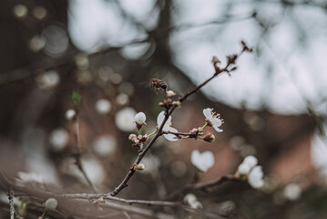 buds of a cherry tree