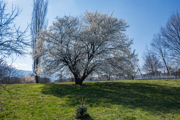 Spring view of South Park in city of Sofia, Bulgaria