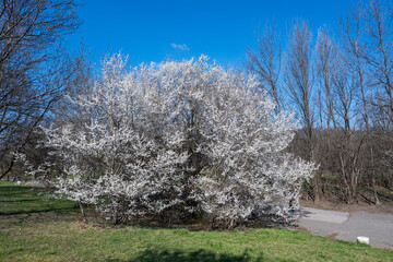 Spring view of South Park in city of Sofia, Bulgaria