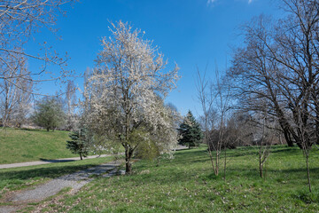 Obraz premium Spring view of South Park in city of Sofia, Bulgaria