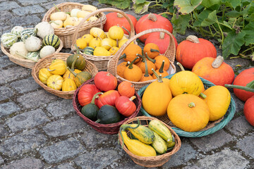a large harvest of bright multi-colored pumpkins in the garden, vegetables
