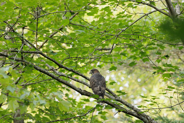 Broad-winged Hawk, Buteo platypterus, in red maple.  View of back feathers.