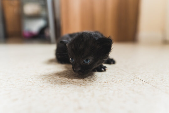 Black newborn kitten crawling on the floor. High quality photo