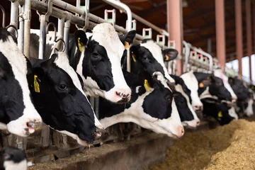 Foto op Plexiglas Modern outdoor cowshed at dairy farm with herd of milking Holstein cows eating hay from manger.. © JackF