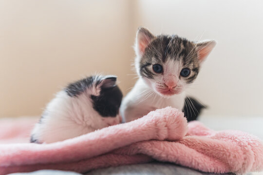 Isolated front view of tiny kittens together on a pink blanket. High quality photo