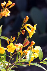 Gelbe Trompetenblume (Tecoma stans)