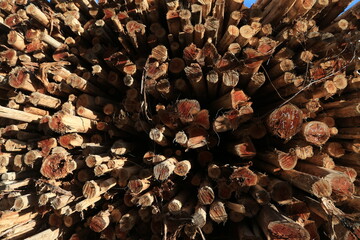 acajutiba, bahia, brazil - march 10, 2023: eucalyptus wood logs are seen in a harvest from a plantation in the city of Acajutiba.