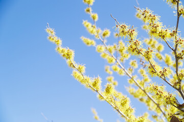 春イメージ　青空とマンサク