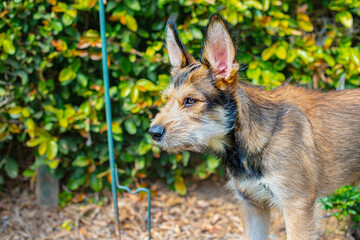portrait of a young dog staring out of frame intently