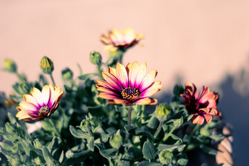 Margaritas de colores flores preciosas  © ESTHER