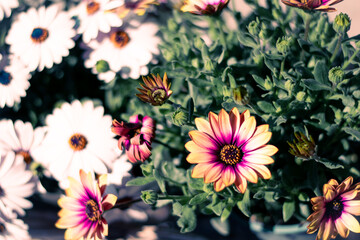 Margaritas de colores flores preciosas  © ESTHER