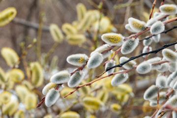 ネコヤナギ（北海道札幌市）
