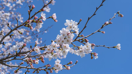 日本の春の桜と青空
