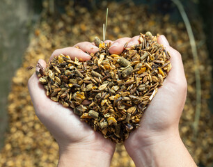 Top view of female farmer groom holding in hands horse feed with corn, barley, oats grain at stables - Powered by Adobe