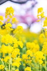 春イメージ　菜の花と桜