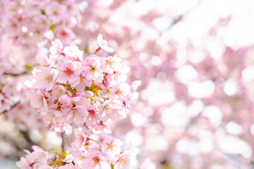 春イメージ　桜