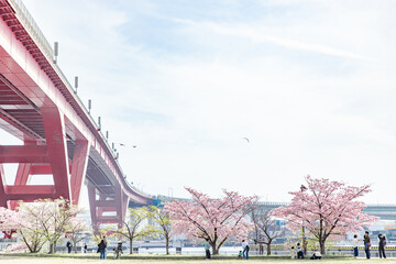 赤い橋と桜