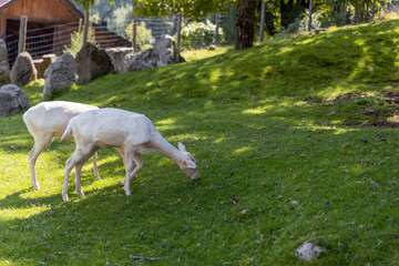 Austrian white deer on green grass under the trees in the Alps
