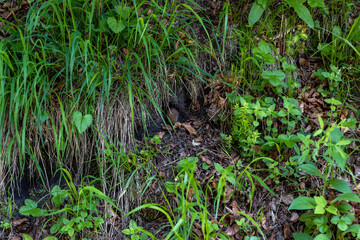 Field mouse in a burrow surrounded by green grass
