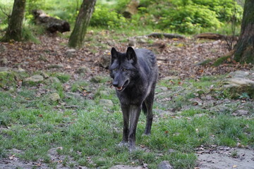 Loup