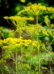Umbrellas of dill in the garden. Growing dill in the garden