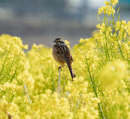 春イメージ　菜の花畑と野鳥