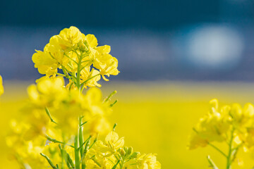 Obraz premium 春イメージ 菜の花畑