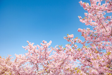 春イメージ　青空と桜