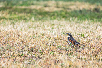野鳥撮影　ツグミ