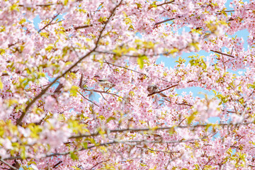 春イメージ　青空と桜