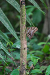 Close up brown owl butterfly caligo with eyes on wings on the tree. Nature camouflage animal butterfly concept. Selective focus. Open space area.