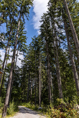 Fototapeta premium Alpine green summer forest