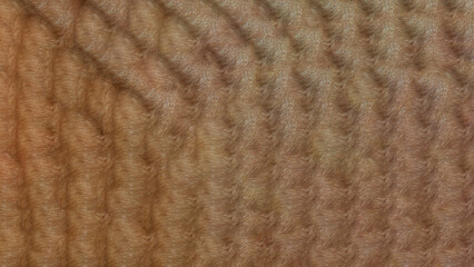 close up of fur texture