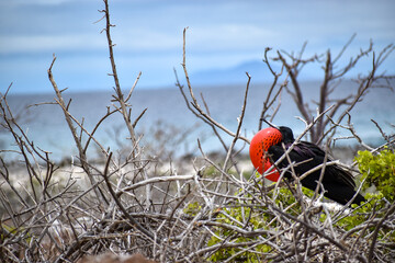 Frigatebird in Galapagos National Park