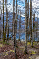 Winter forest on the shore of the lake, covered with moss