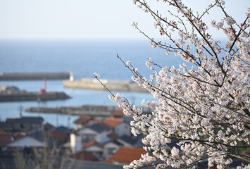 御津の桜