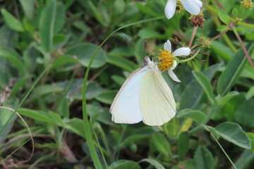 Great Southern White (Ascia monuste)