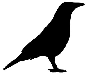 crow silhouette