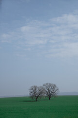 Obraz premium tree in the field