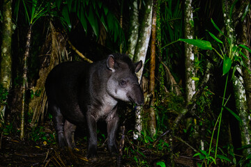 South American Tapir foraging at night, Atlantic Rainforest, Brazil