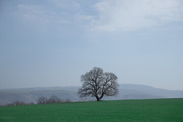 Obraz premium tree on a hill