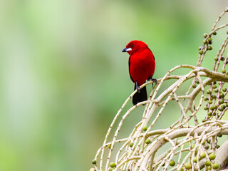 Brazilian Tanager on plant in Atlantic Rainforest, Brazil