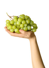 Female hand holding grapes isolated on white background