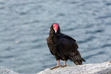 Jote de cabeza colorada (Cathartes aura)