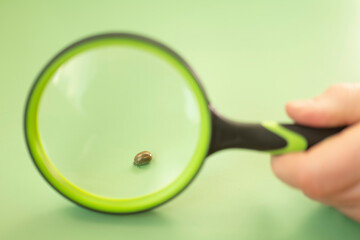 Bloodfilled swollen tick under a magnifying glass on a green background.Bloodsucking dangerous...