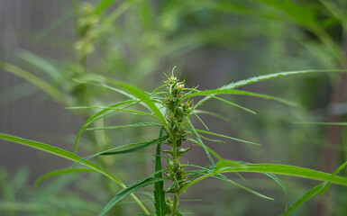 Honey bee collecting pollen from the flower of a cannabis plant.